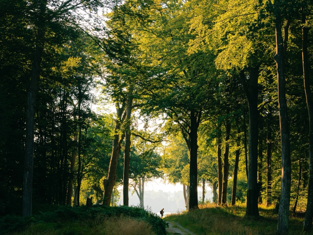 dansk skov
