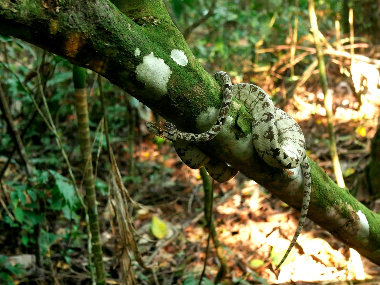 Jungle i Perú